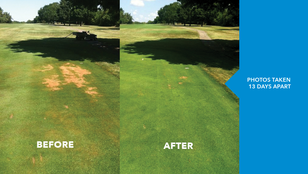 Before and After. Aqueduct, Rapid Recovery Soil Surfactant for Localized Dry Spot