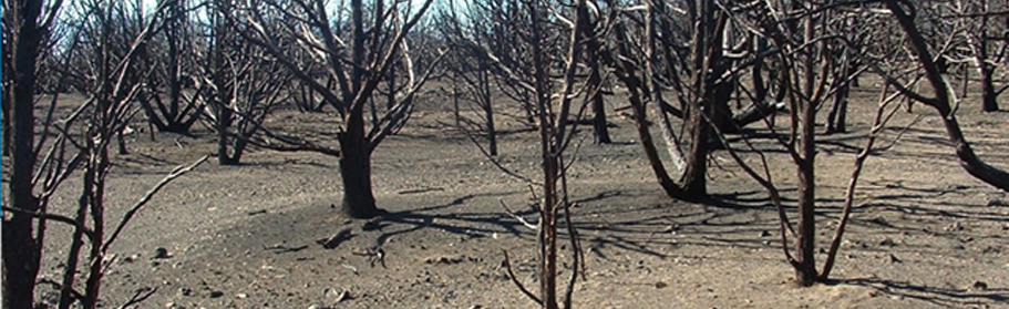 Forest devastated from wild fires