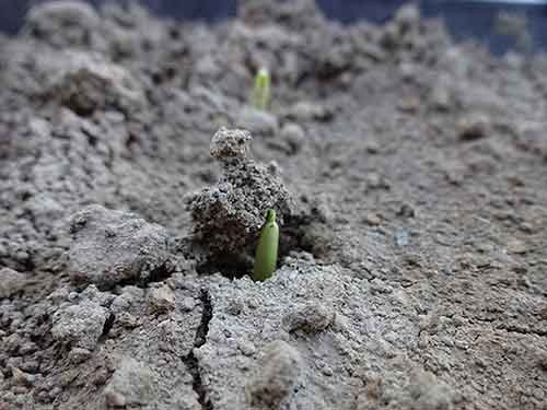 Corn begining to break through the soil